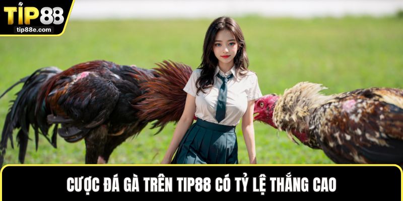 Cược đá gà trên TIP88 có tỷ lệ thắng cao